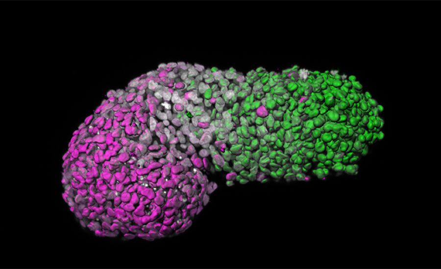 3D胚細胞モデル
