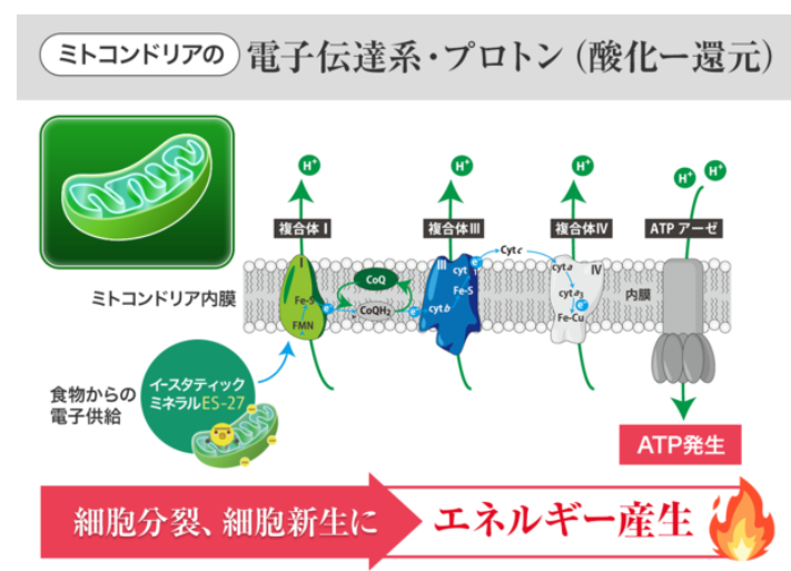 ミトコンドリア